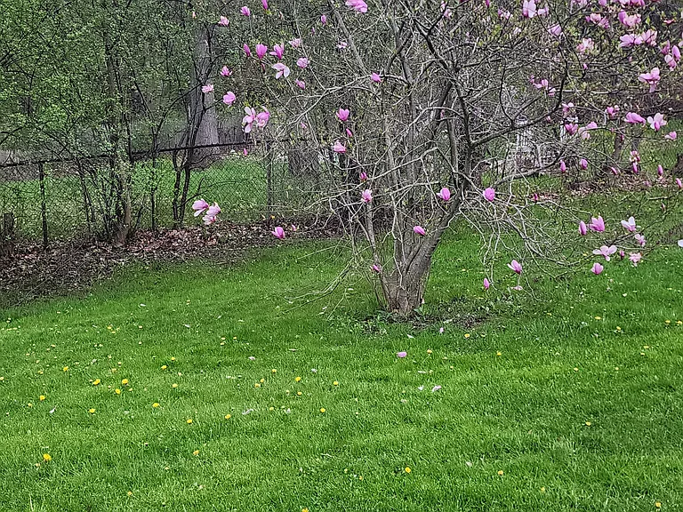 One of the blooming bushes on the property.