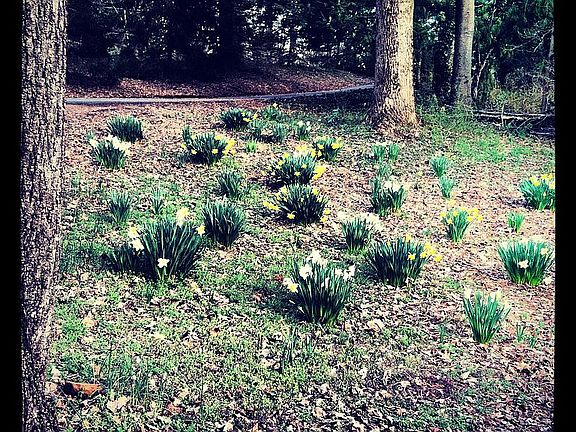 Daffodils in front