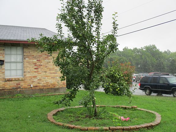 Pear Tree