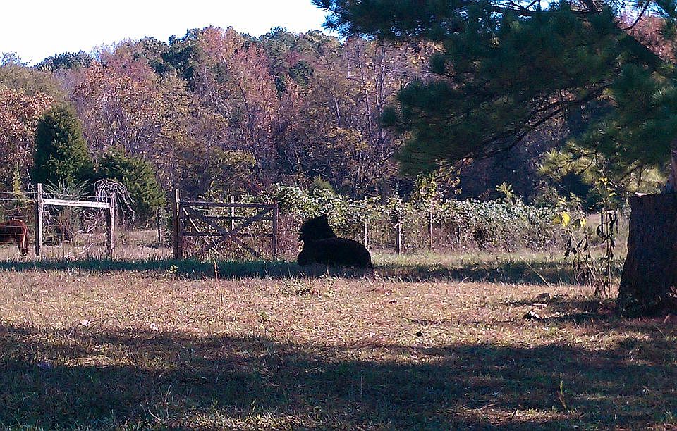 2nd image of 10109 Robert Bost Rd