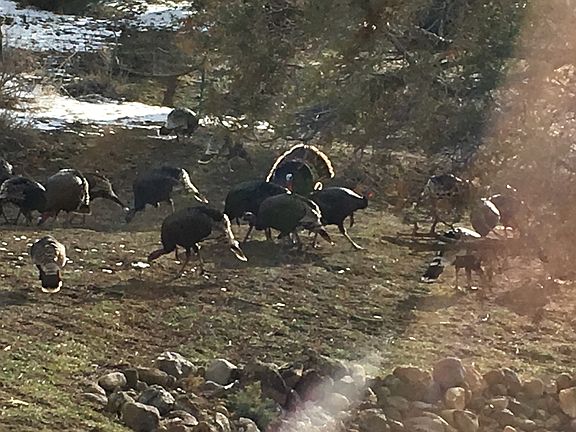 turkeys are regular visitors