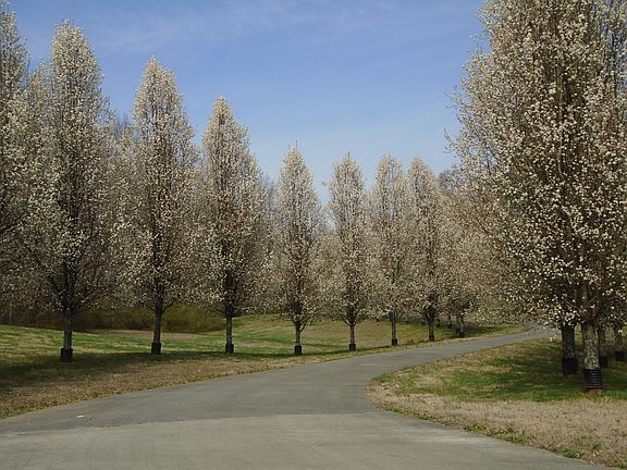 4th image of LOT 5 Hidden Trace Way