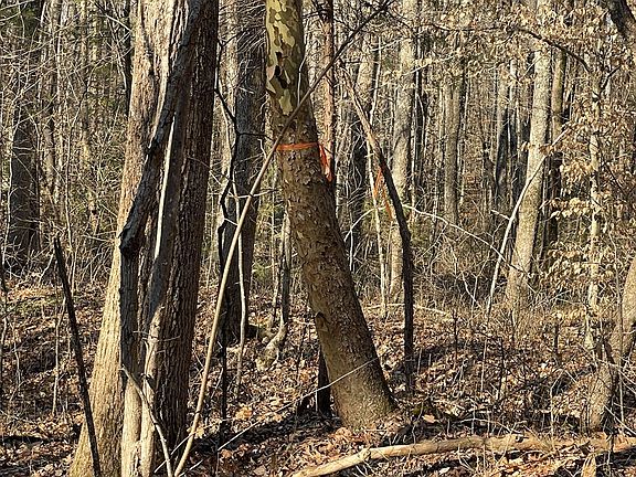 3rd image of Plantersville Rd