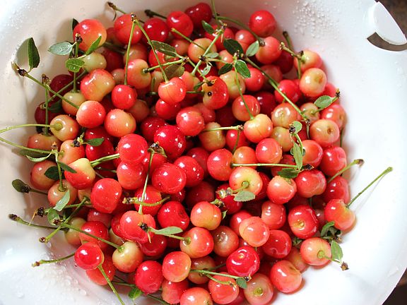 Summer harvest (cherries)