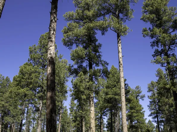 7800 Forest Service 122 Rd-Tract 9B -- #9-B, Happy Jack, AZ 86024