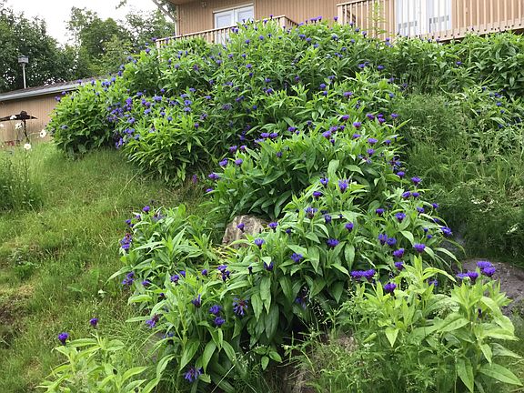 Garden left of driveway 