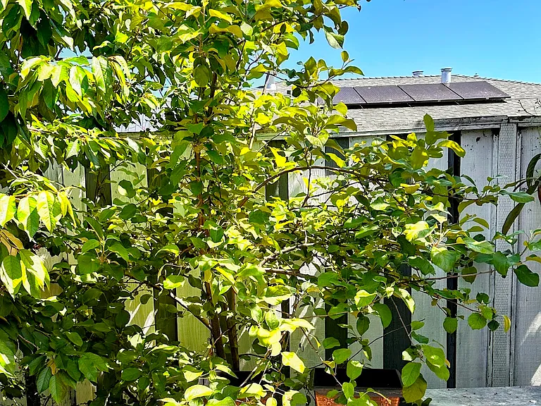 Apple Tree!