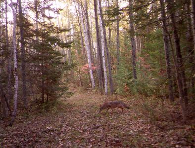 Grand Lake Rd, Presque Isle, MI, 49777