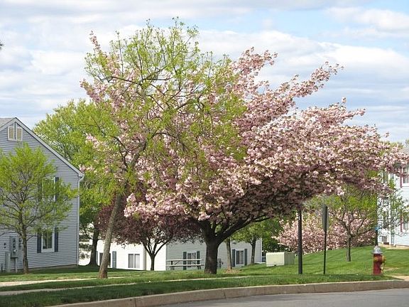 BEAUTIFUL TREES IN COMPLEX