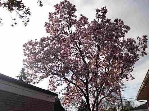 3rd image of 13804 Murthum Ave