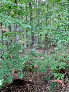 LOT 29 Dominick Cir, Summersville, WV, 26651