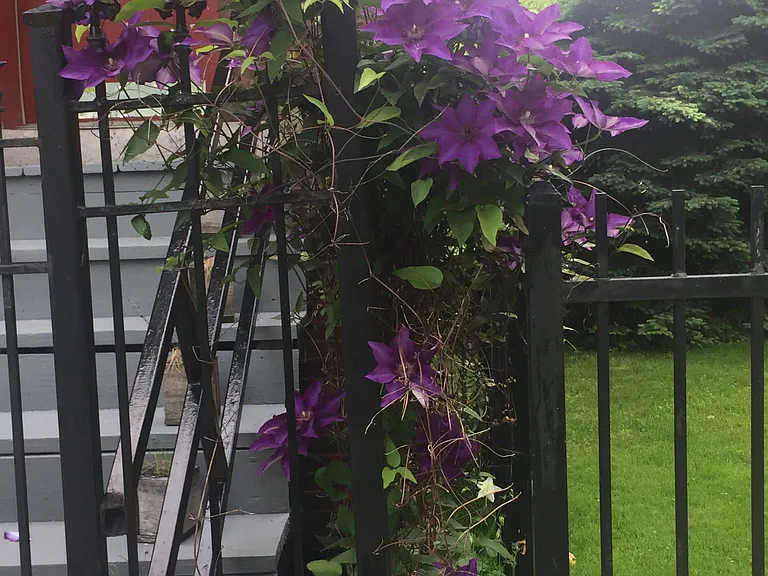 Clematis vines decorate the property in front and back.