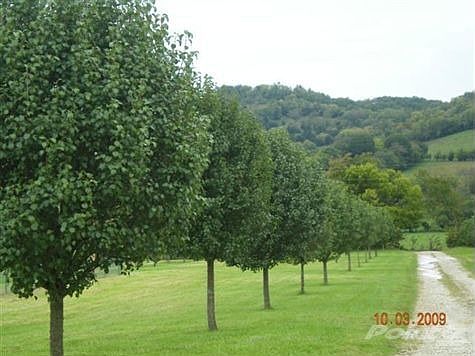 What a gorgeous view to enjoy while driving up your driveway