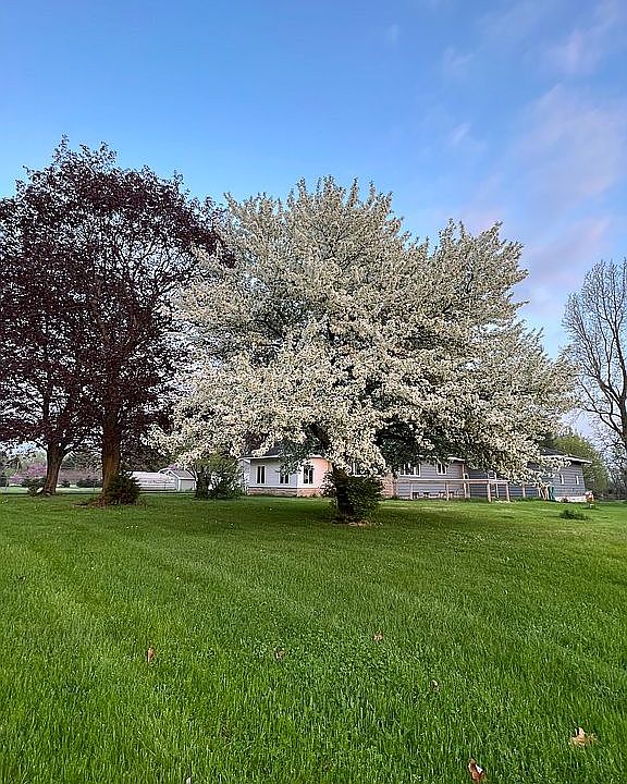 Trees in full boom. 