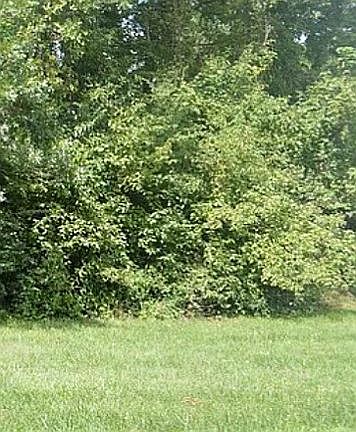 3rd image of 1223 Denali Dr