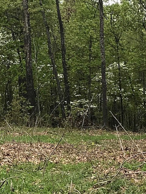 Food Plot