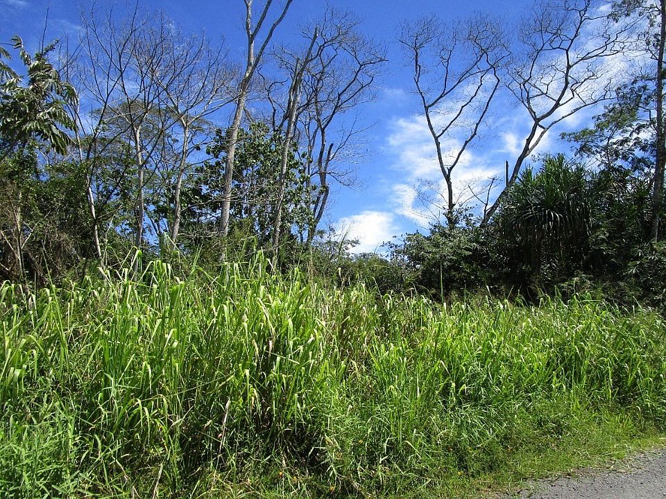 1st image of 11th Avenue Kika Lot 776