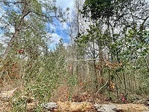 5th image of 414 County Road 3416