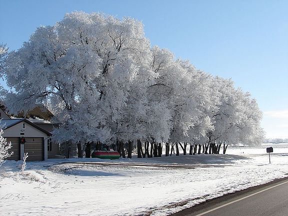 Front yard