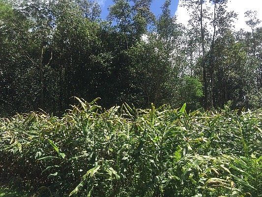 2nd image of 10 Road Poouli