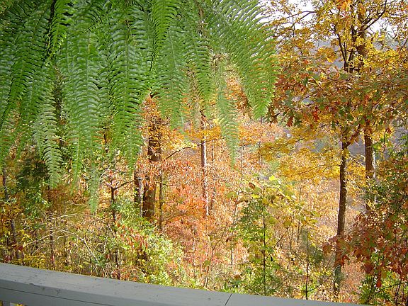 Rear View-From Porch