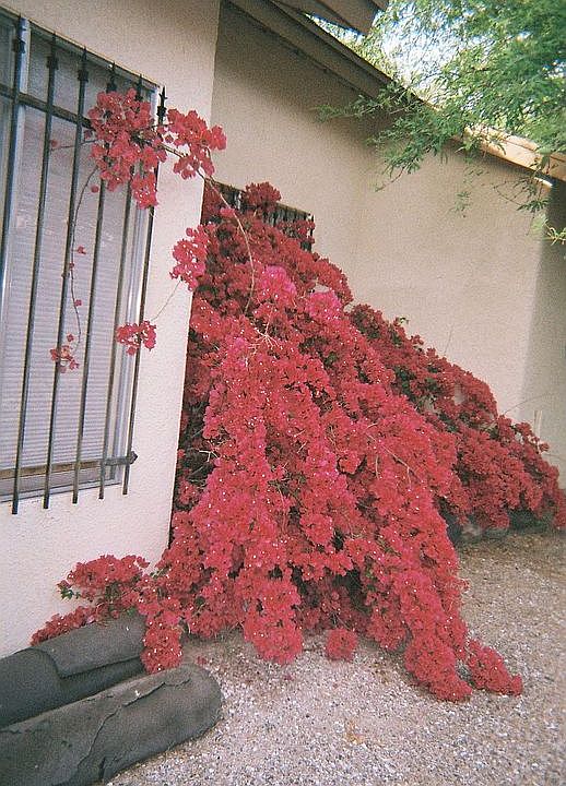 Bougainvilla side of house