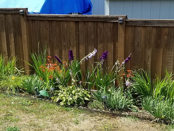 Side garden in Summer