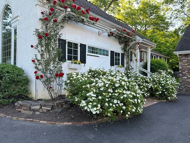 rose garden