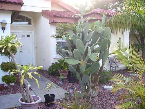 1st image of 61 Cimmaron Dr