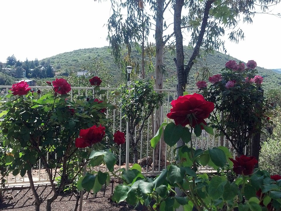 Rose Garden