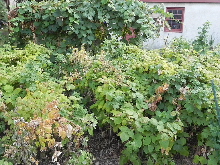 raspberries