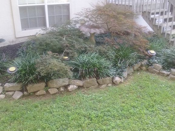 japanese maples