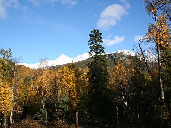 View from Living room