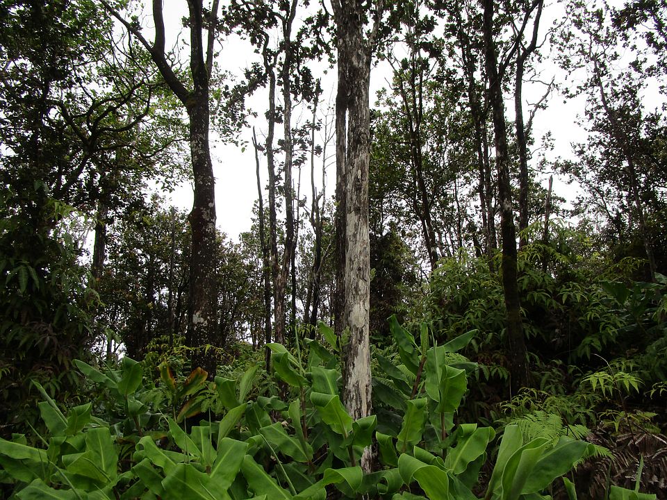 2nd image of Alaula St Lot 655