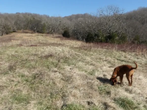 0 Spring Fork Rd, Granville, TN 38564