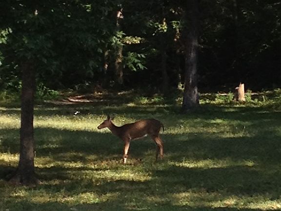 back yard view