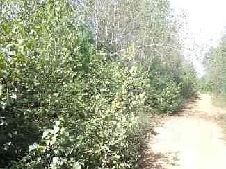 2nd image of E River Dr