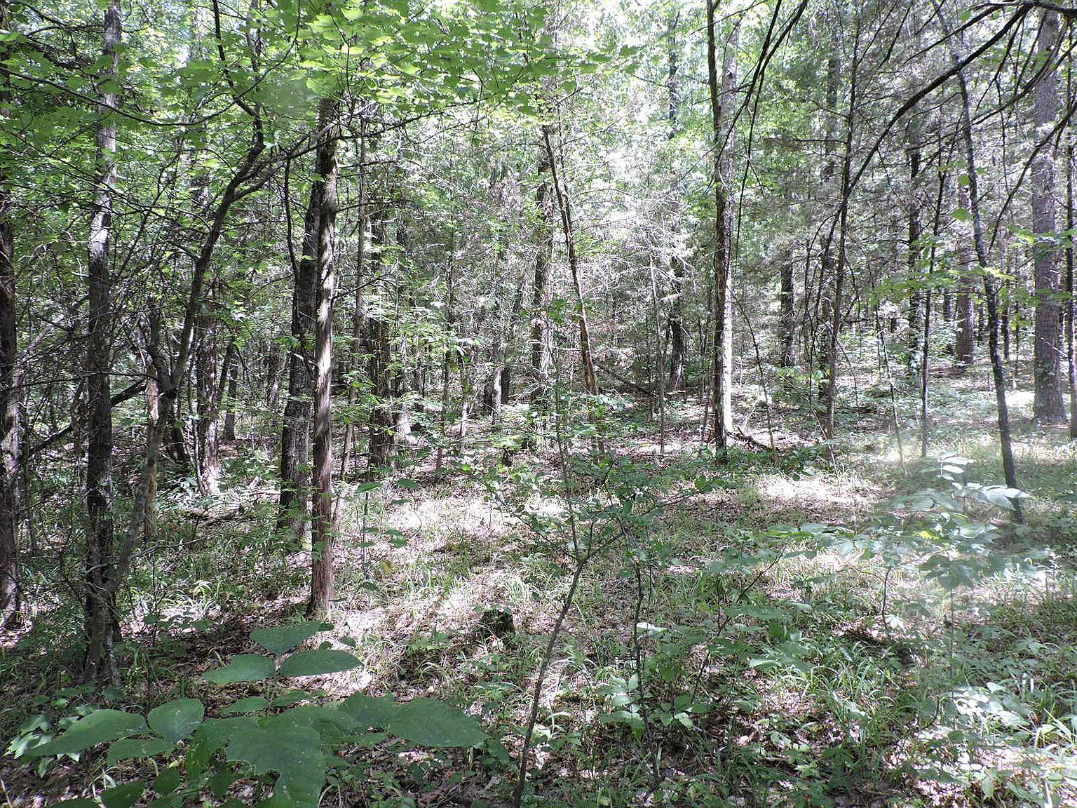 Weather for Waldron AR Climate Insights and Adaptation Strategies