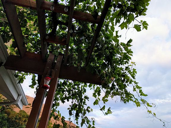 Mature Grapevine on Trellis