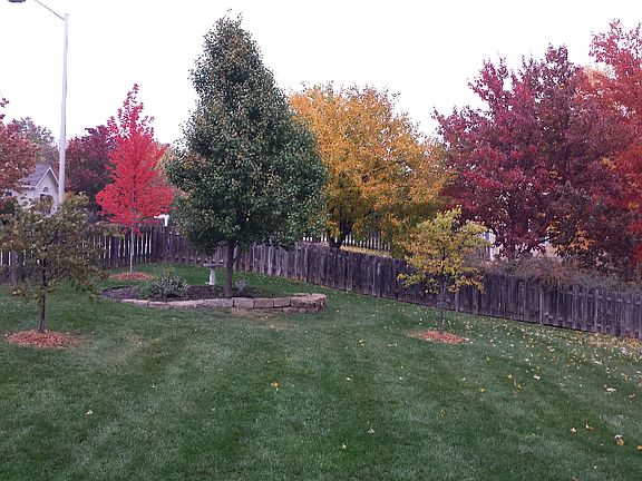 Fall, back yard