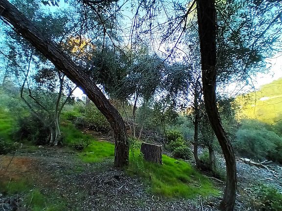 Pines & olives! 