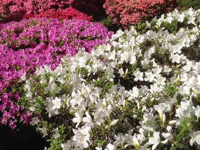 front yard in full Spring bloom