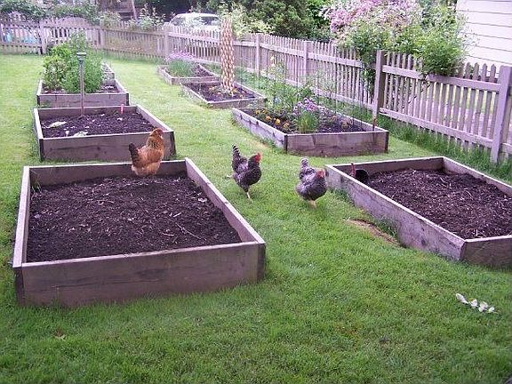8 organic raised garden beds and chicken coop.