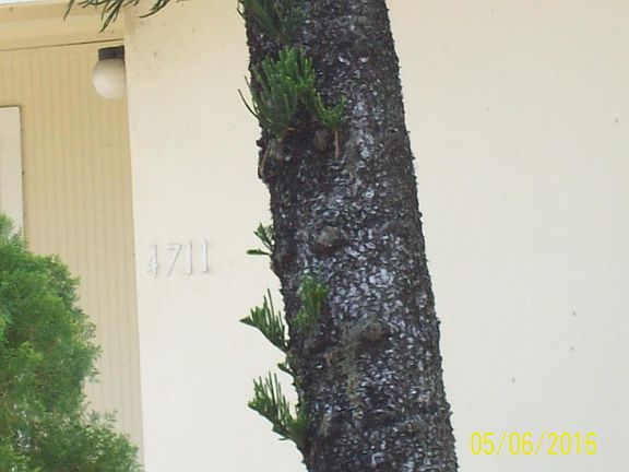 2nd image of 4711 NE 2nd Ter