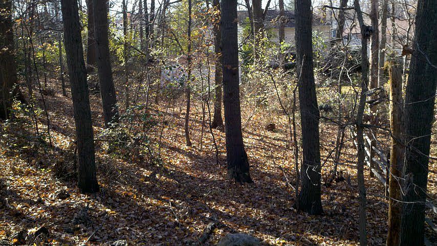 back yard beyond the fence 