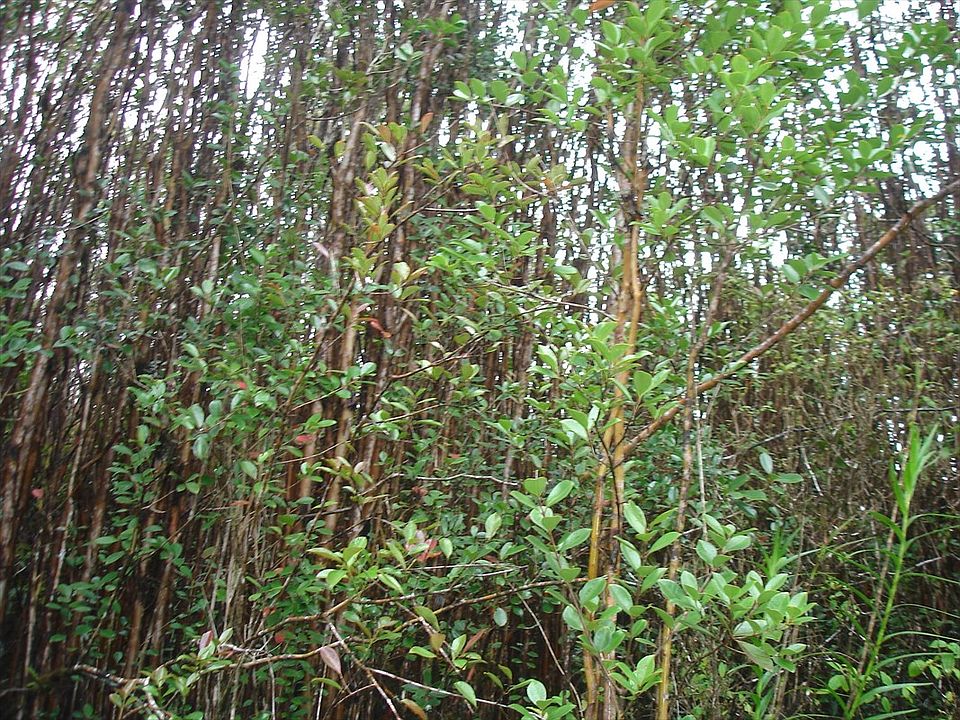 2nd image of Plumeria St Lot 6629
