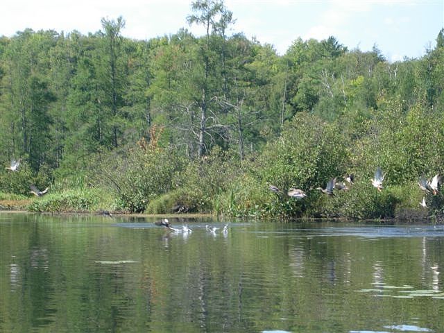1st image of L20 Bo Di Lac Dr #Du