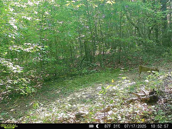 38th image of 5931 Buffalo Valley Rd