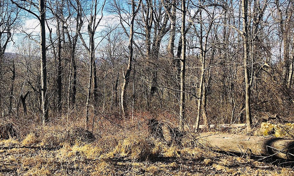 2nd image of 49A Oriole Way
