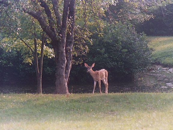 Apple Tree at Pond
